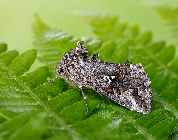73.021 BF2447 Scarce Silver Y Syngrapha interrogationis