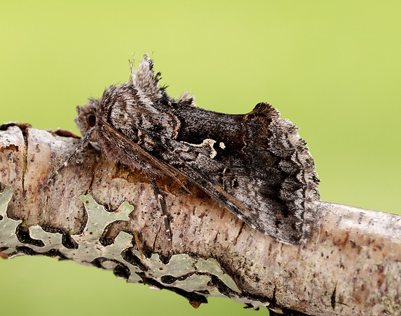 73.021 BF2447 Scarce Silver Y Syngrapha interrogationis