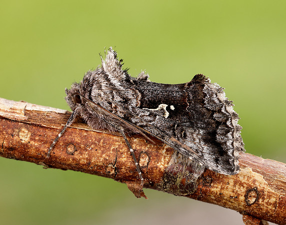 73.021 BF2447 Scarce Silver Y Syngrapha interrogationis