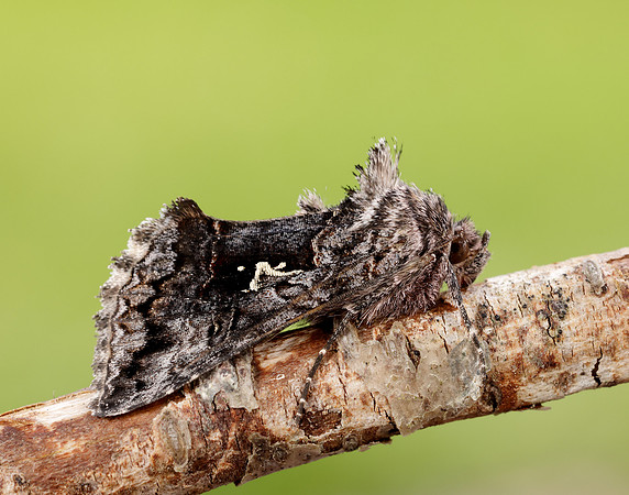 73.021 BF2447 Scarce Silver Y Syngrapha interrogationis