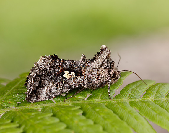 73.021 BF2447 Scarce Silver Y Syngrapha interrogationis