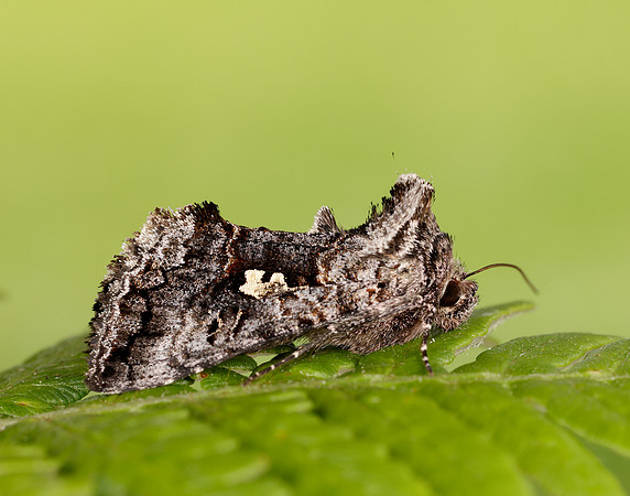 73.021 BF2447 Scarce Silver Y Syngrapha interrogationis