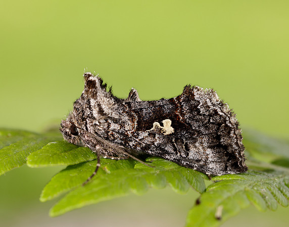 73.021 BF2447 Scarce Silver Y Syngrapha interrogationis