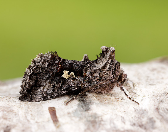 73.021 BF2447 Scarce Silver Y Syngrapha interrogationis