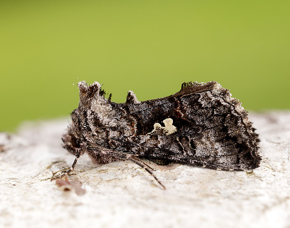73.021 BF2447 Scarce Silver Y Syngrapha interrogationis