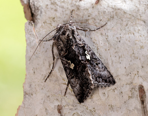 73.021 BF2447 Scarce Silver Y Syngrapha interrogationis