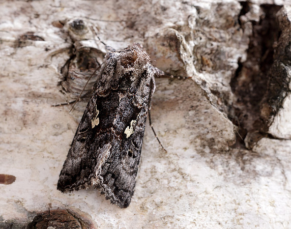 73.021 BF2447 Scarce Silver Y Syngrapha interrogationis