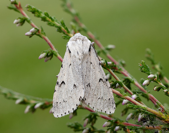 73.040 BF2280 Miller Acronicta leporina