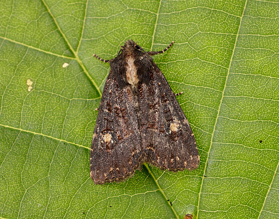 73.1691 BF2343x Common Rustic agg.Mesapamea secalis agg.