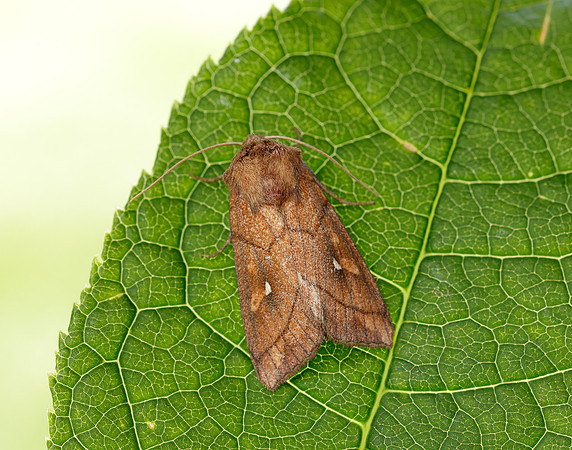 73.290 BF2192 Brown-line Bright-eye Mythimna conigera