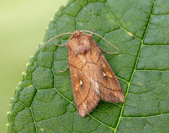 73.290 BF2192 Brown-line Bright-eye Mythimna conigera