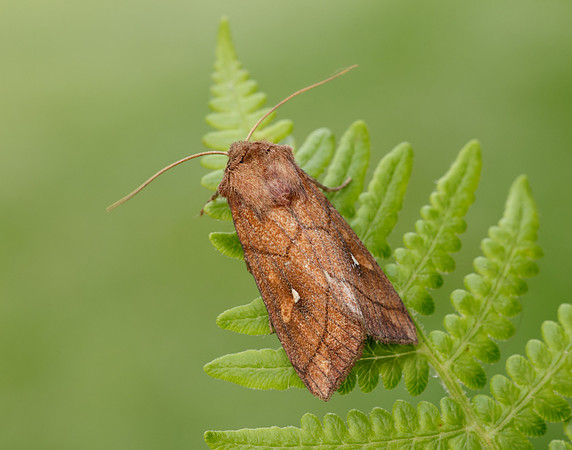 73.290 BF2192 Brown-line Bright-eye Mythimna conigera
