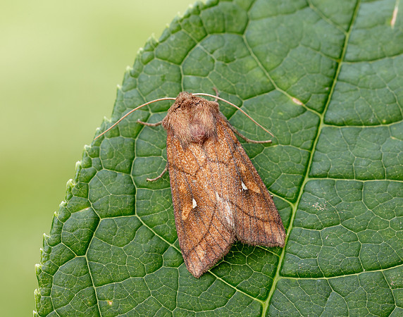 73.290 BF2192 Brown-line Bright-eye Mythimna conigera