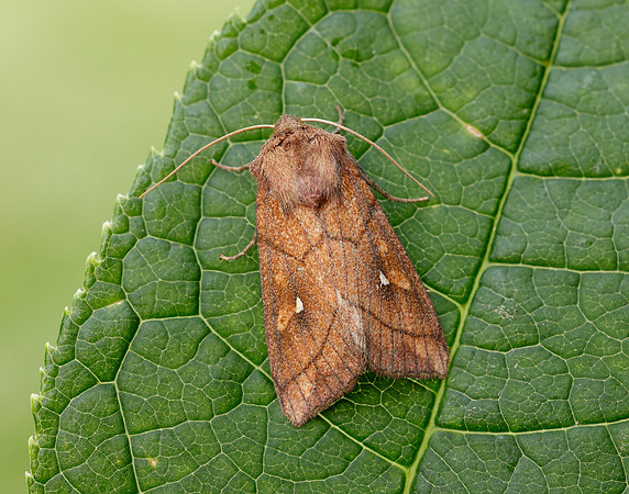 73.290 BF2192 Brown-line Bright-eye Mythimna conigera