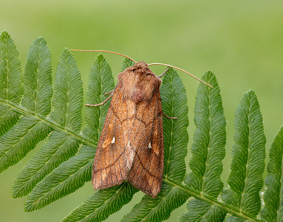 73.290 BF2192 Brown-line Bright-eye Mythimna conigera