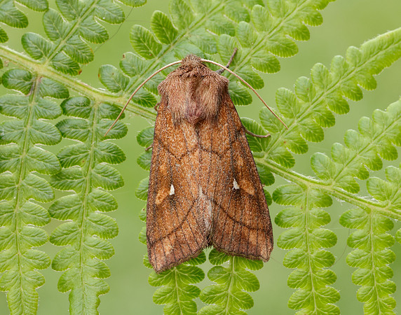 73.290 BF2192 Brown-line Bright-eye Mythimna conigera