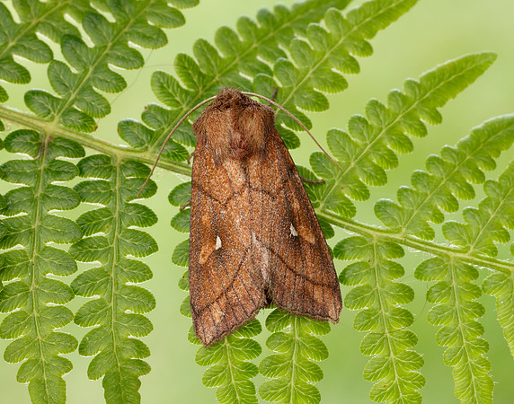 73.290 BF2192 Brown-line Bright-eye Mythimna conigera