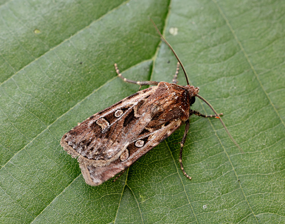 73.313 BF2081 White-line Dart Euxoa tritici