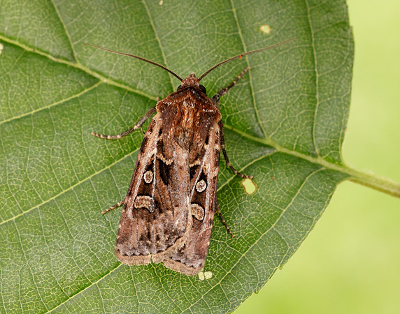 73.313 BF2081 White-line Dart Euxoa tritici