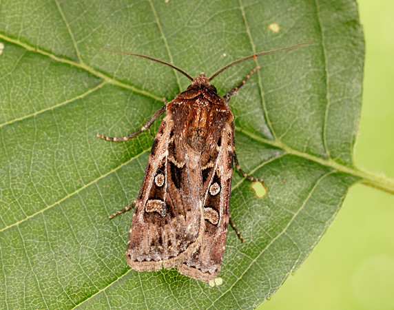 73.313 BF2081 White-line Dart Euxoa tritici