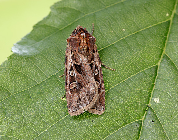 73.313 BF2081 White-line Dart Euxoa tritici