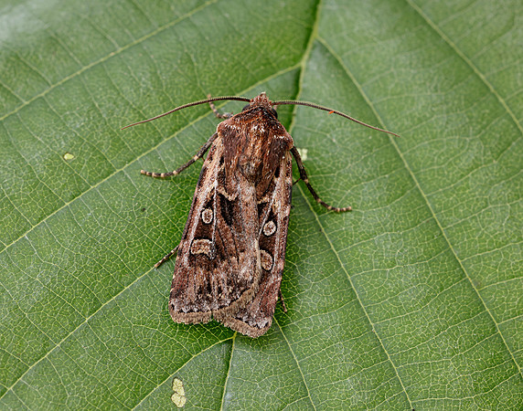 73.313 BF2081 White-line Dart Euxoa tritici