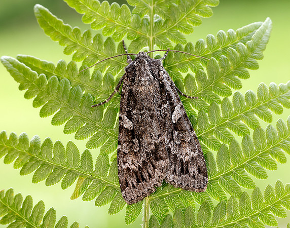 73.350 BF2137 Great Brocade Eurois occulta