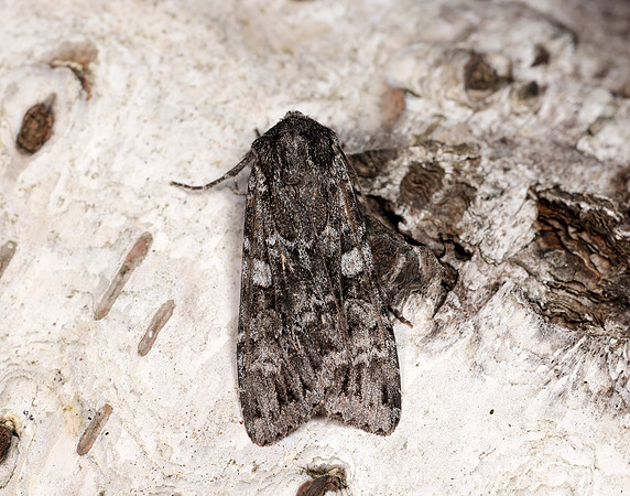 73.350 BF2137 Great Brocade Eurois occulta