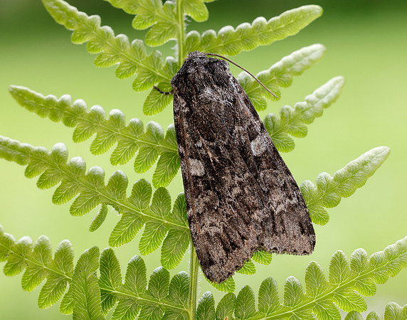 73.350 BF2137 Great Brocade Eurois occulta