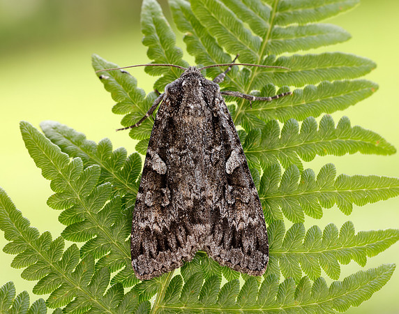 73.350 BF2137 Great Brocade Eurois occulta