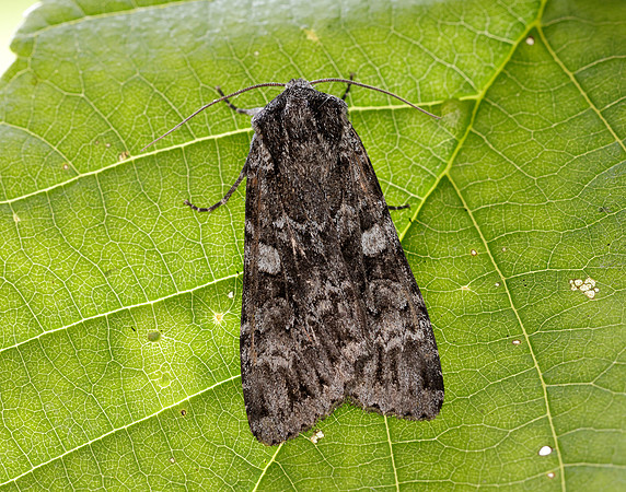 73.350 BF2137 Great Brocade Eurois occulta