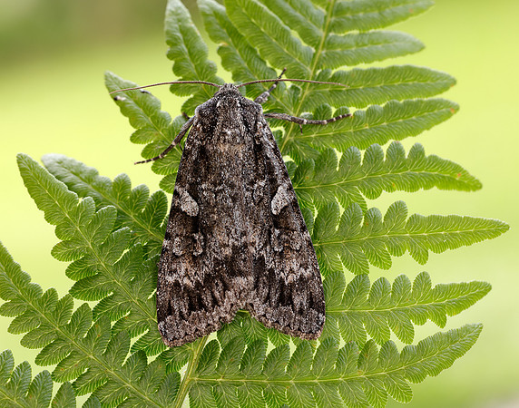 73.350 BF2137 Great Brocade Eurois occulta
