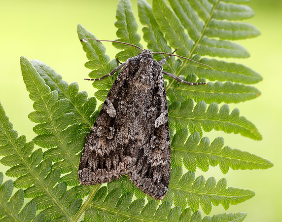 73.350 BF2137 Great Brocade Eurois occulta