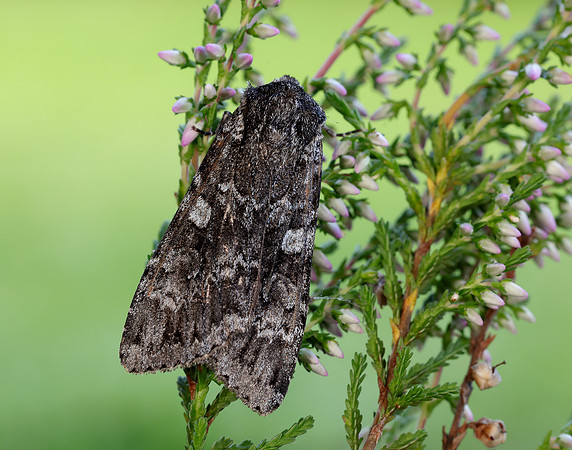 73.350 BF2137 Great Brocade Eurois occulta