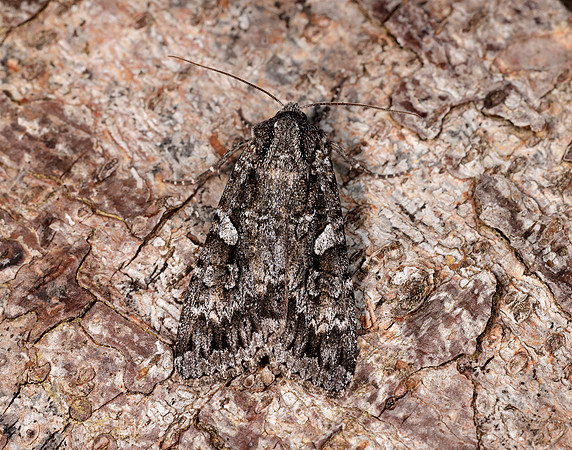 73.350 BF2137 Great Brocade Eurois occulta