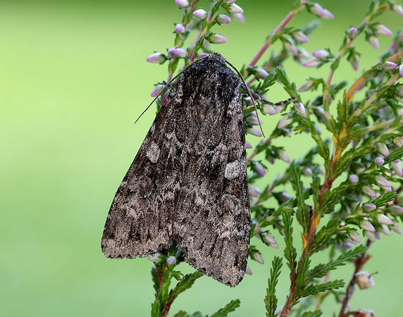 73.350 BF2137 Great Brocade Eurois occulta