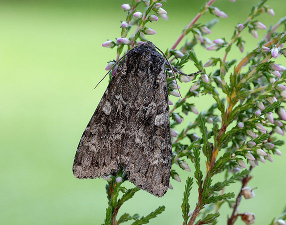73.350 BF2137 Great Brocade Eurois occulta