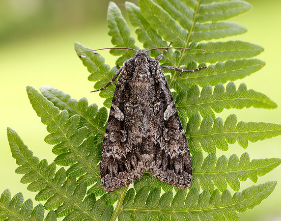73.350 BF2137 Great Brocade Eurois occulta