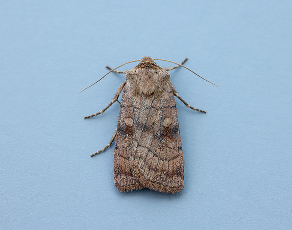 73.358 BF2133 Six-striped Rustic Xestia sexstrigata