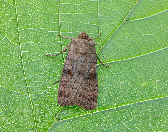 73.358 BF2133 Six-striped Rustic Xestia sexstrigata