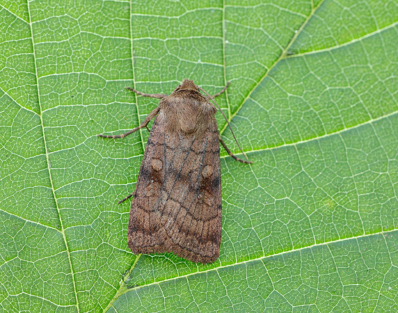 73.358 BF2133 Six-striped Rustic Xestia sexstrigata