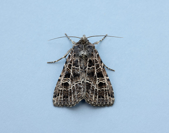 73.368 BF2136 Gothic Naenia typica