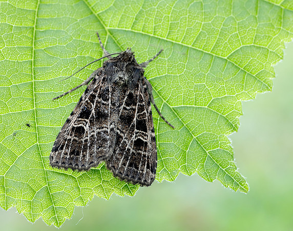 73.368 BF2136 Gothic Naenia typica