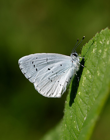 Holly Blue Celastrina argiolus