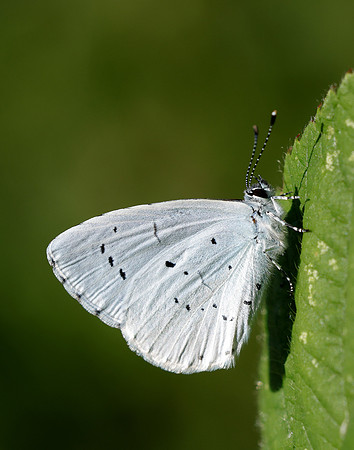 Holly Blue Celastrina argiolus