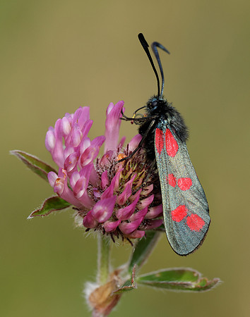54.008 BF169 Six-Spot Burnet Zygaena filipendulae