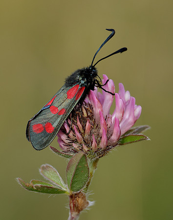 54.008 BF169 Six-Spot Burnet Zygaena filipendulae