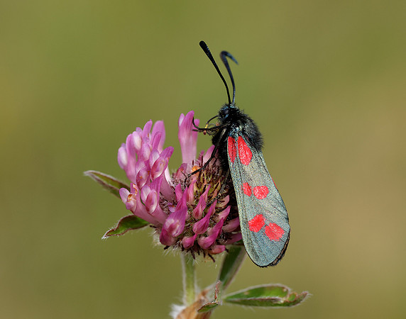 54.008 BF169 Six-Spot Burnet Zygaena filipendulae
