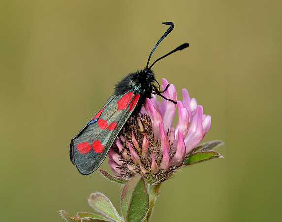 54.008 BF169 Six-Spot Burnet Zygaena filipendulae