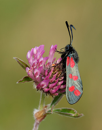 54.008 BF169 Six-Spot Burnet Zygaena filipendulae
